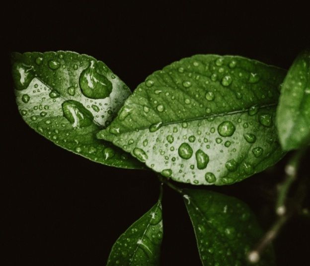 Green Tea vs Green Tea Extract Supplements: Is It the Same?